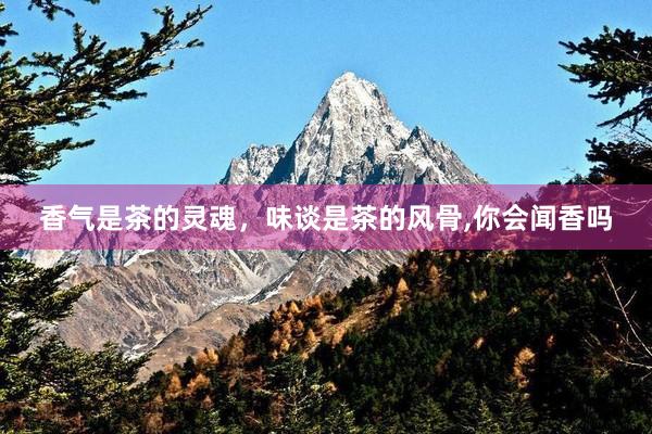 香气是茶的灵魂，味谈是茶的风骨,你会闻香吗